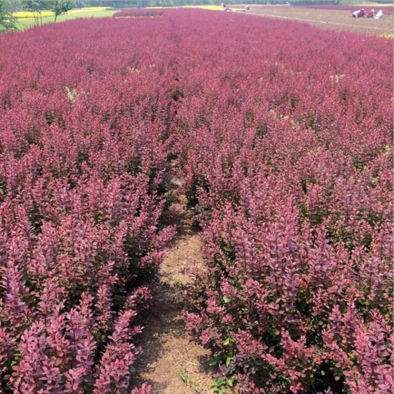 红叶小檗紫叶绿化工程苗灌木篱笆红叶小檗