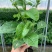 香蜜百香果苗一款新品种百香果苗口感纯甜哈密瓜的味道