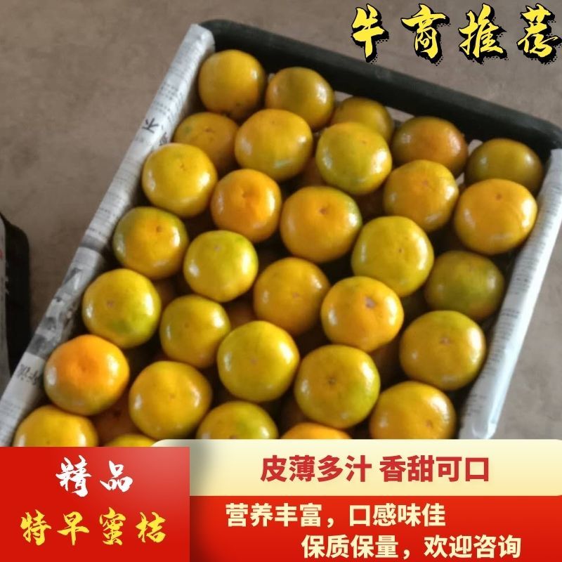 南丰蜜橘蜜橘湖南蜜橘金秋砂糖橘，普早蜜橘