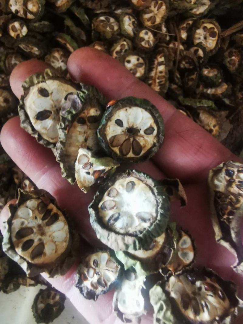 新货湖北八月扎片干货，预知子小片