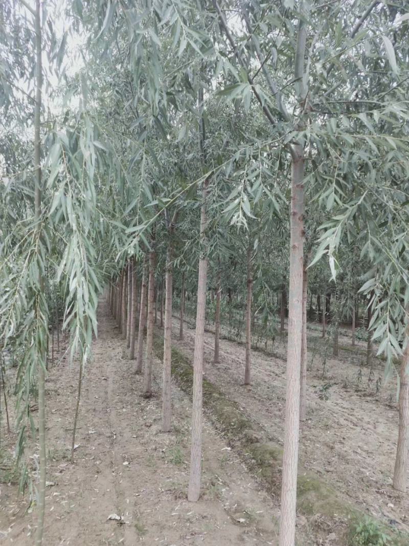柳树苗，速生柳，竹柳，馒头柳，青垂柳，馒头柳苗