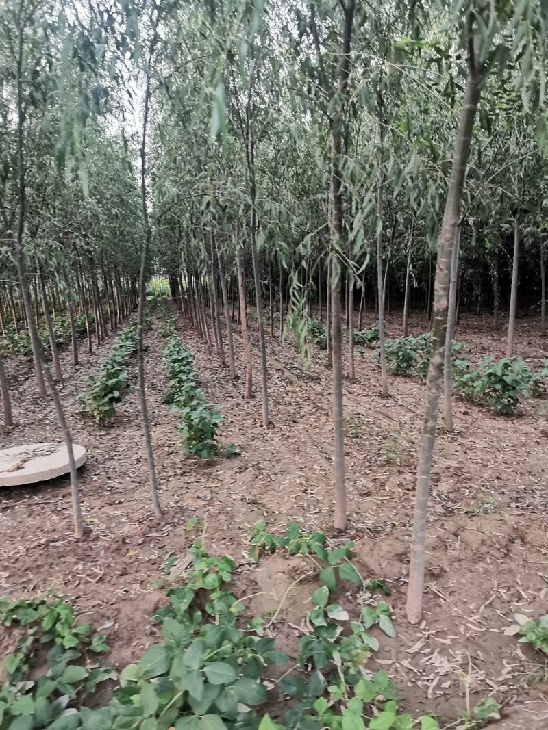柳树苗，速生柳，竹柳，馒头柳，青垂柳，馒头柳苗