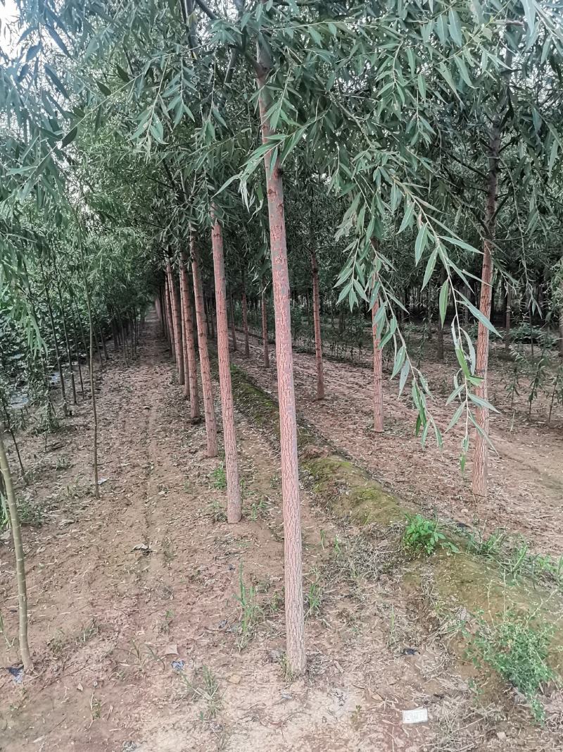 柳树苗，速生柳，竹柳，馒头柳，青垂柳，馒头柳苗