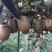 我是潍坊昌乐的种植户，有五十亩猕猴桃🥝，软籽石榴等