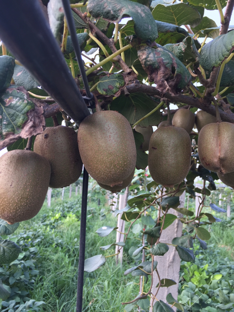 我是潍坊昌乐的种植户，有五十亩猕猴桃🥝，软籽石榴等