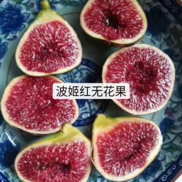 波姬红无花果营养杯苗