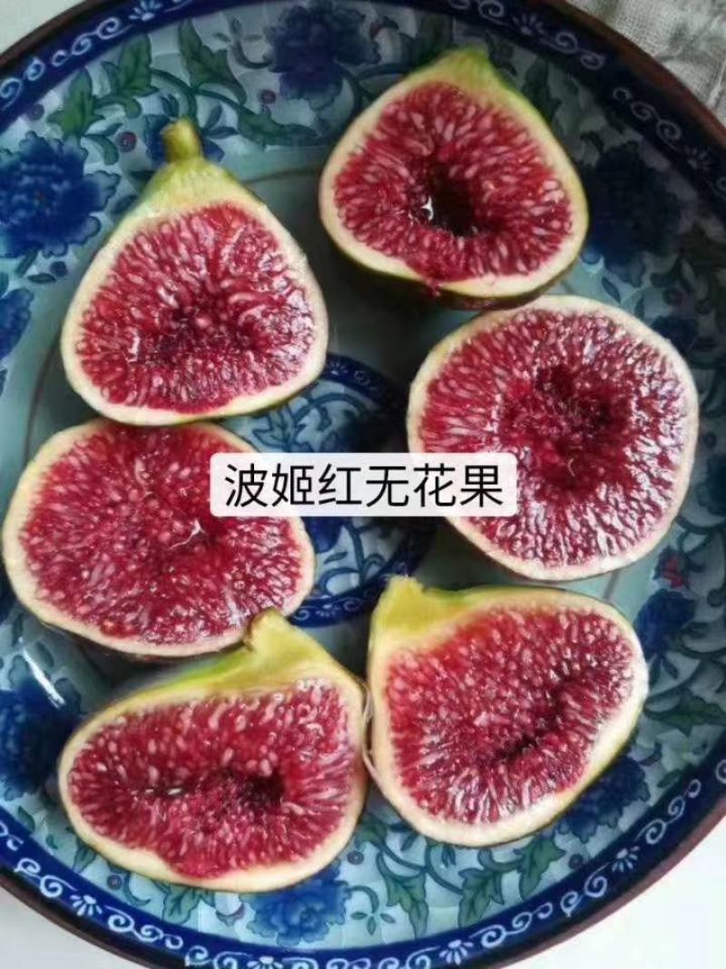 波姬红无花果营养杯苗