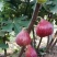 波姬红无花果营养杯苗