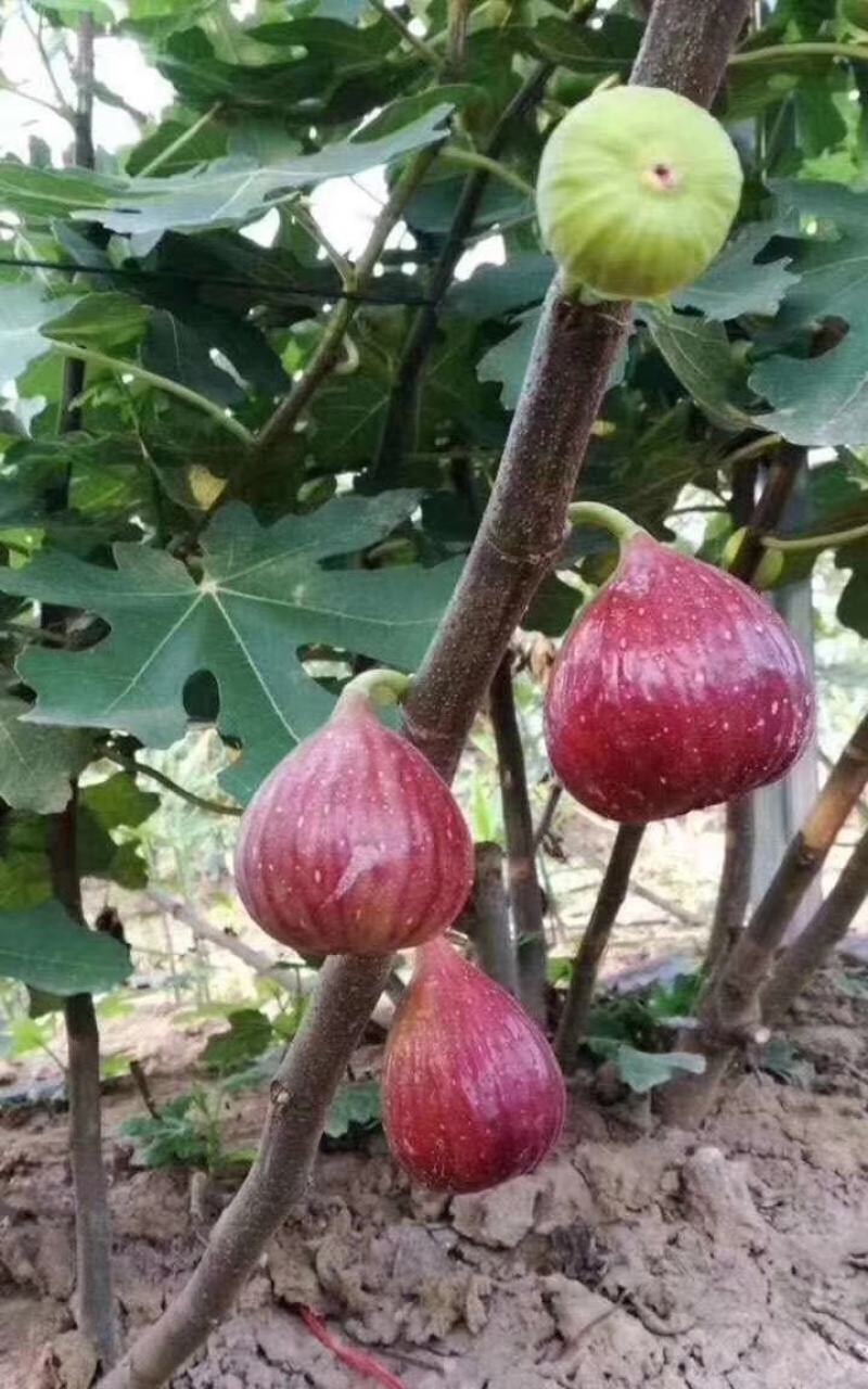 波姬红无花果营养杯苗