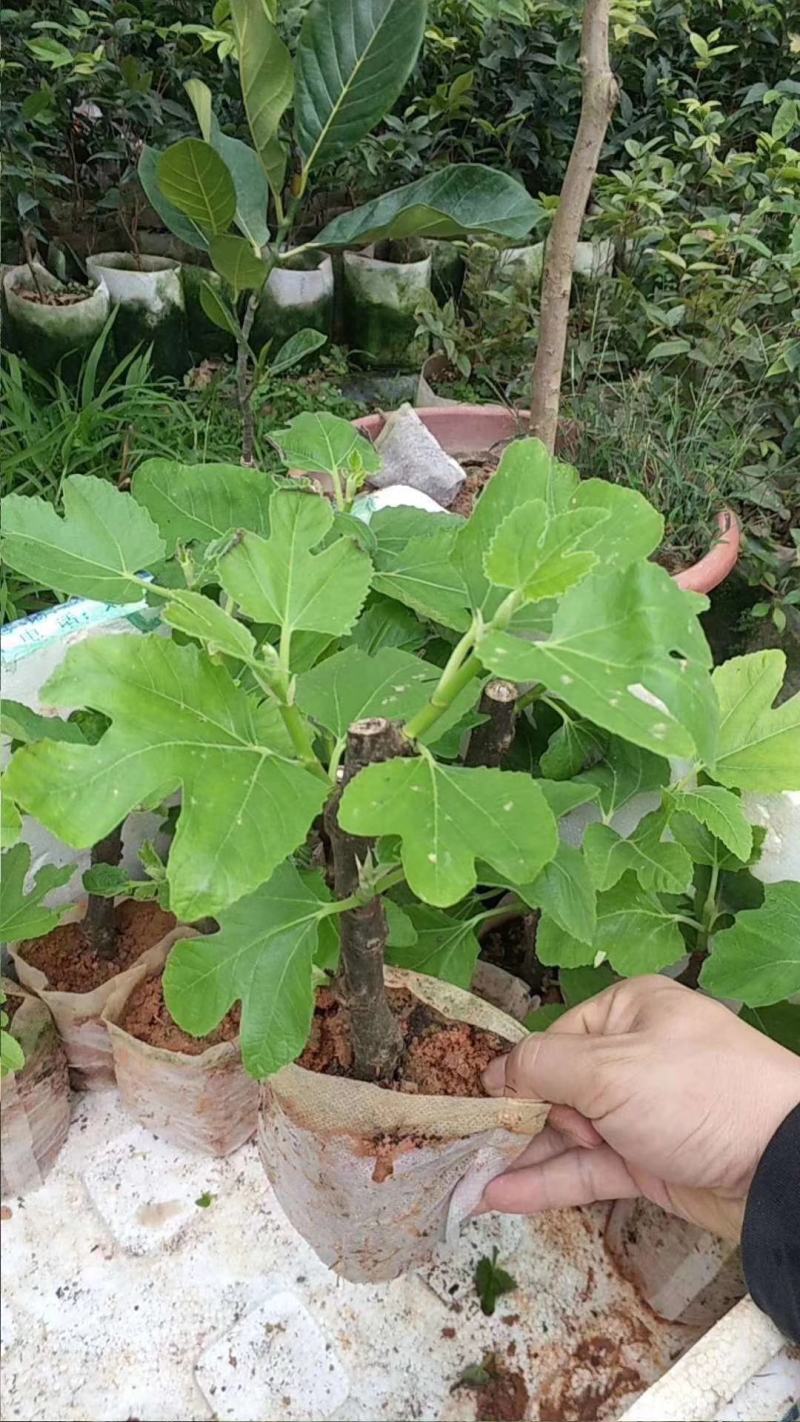 波姬红无花果营养杯苗