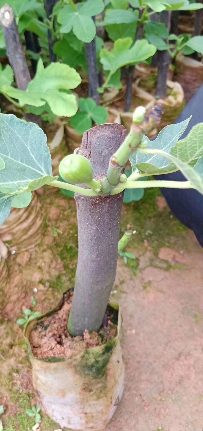 波姬红无花果营养杯苗