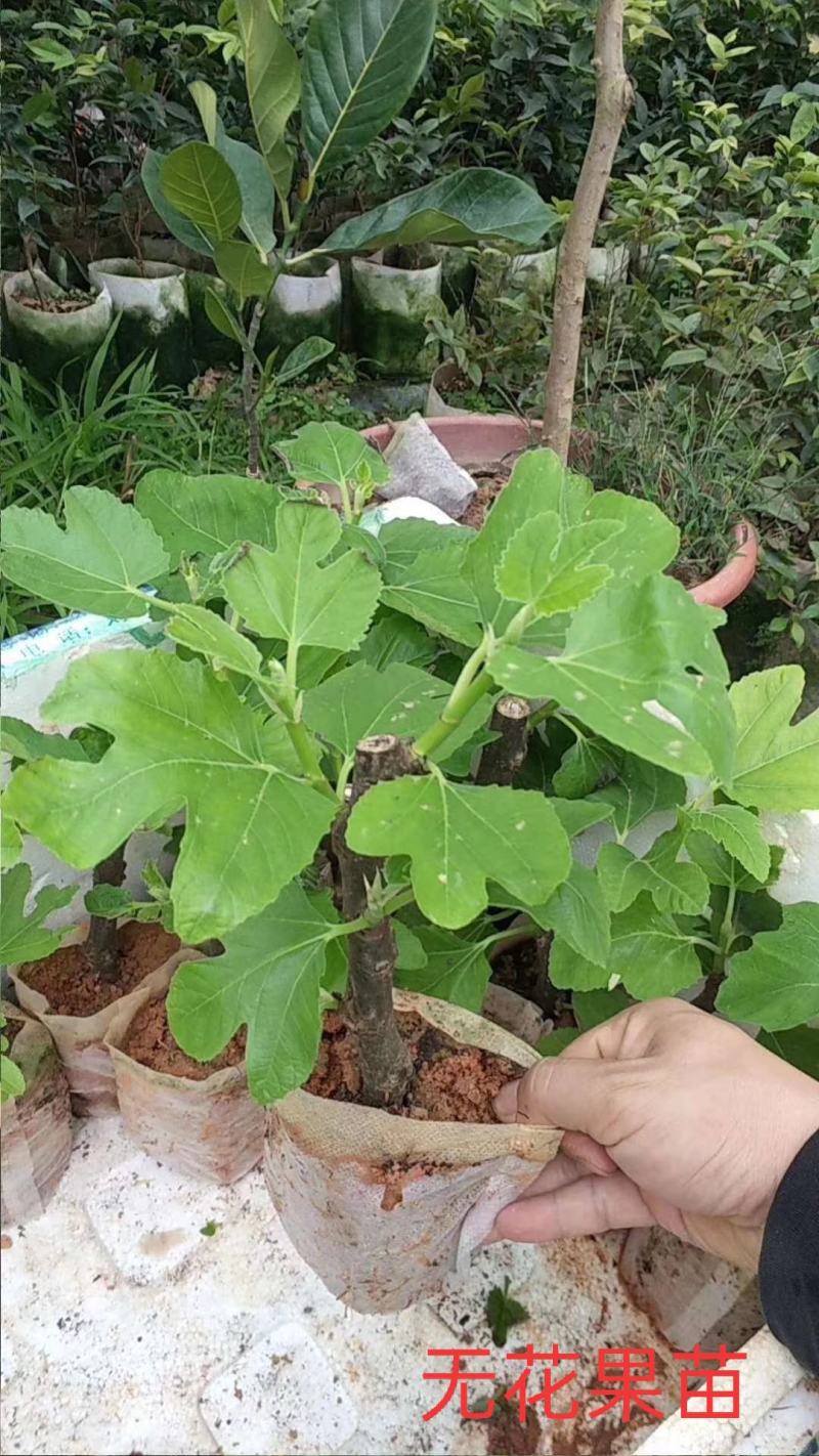 波姬红无花果营养杯苗