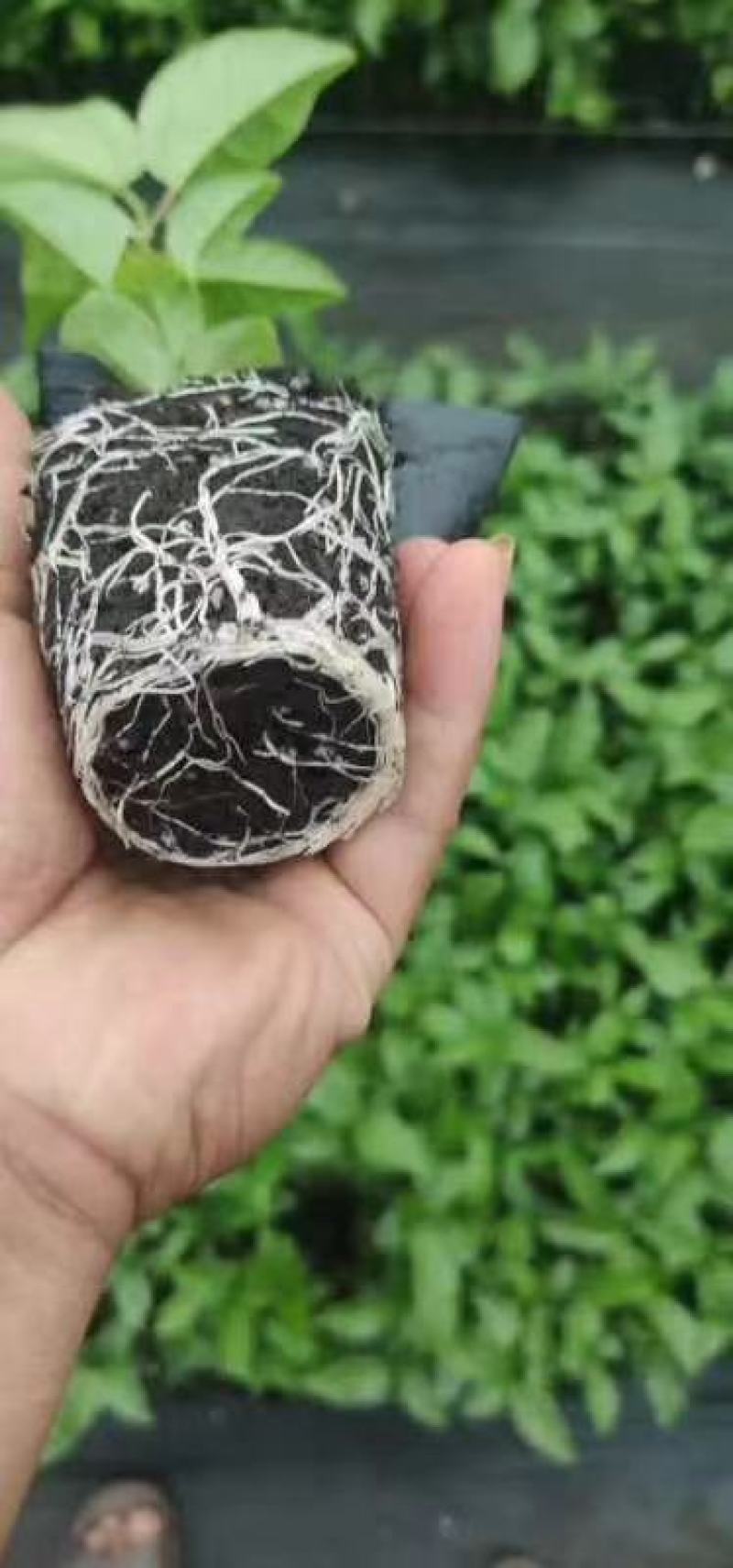 新品种维蜜百香果营养杯苗