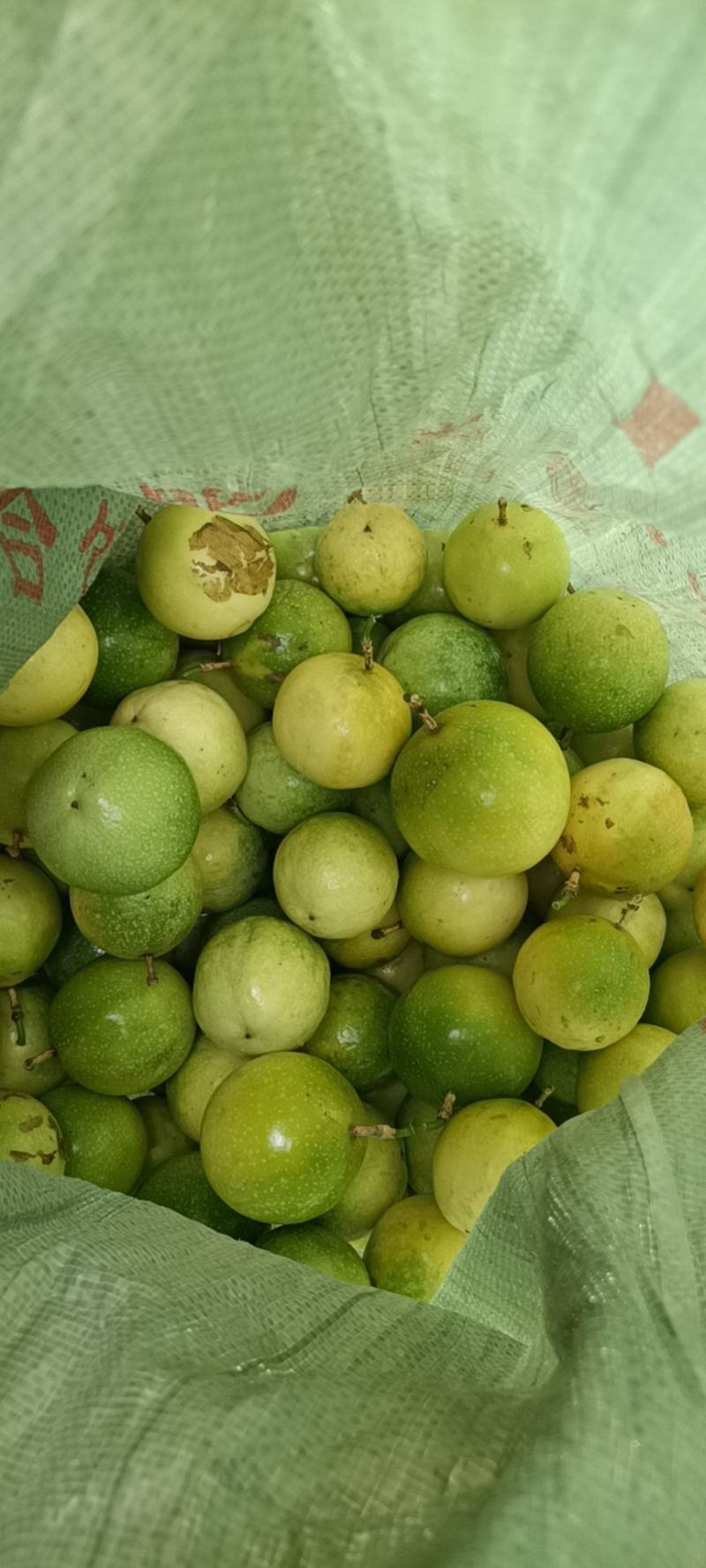 新品种维蜜百香果营养杯苗