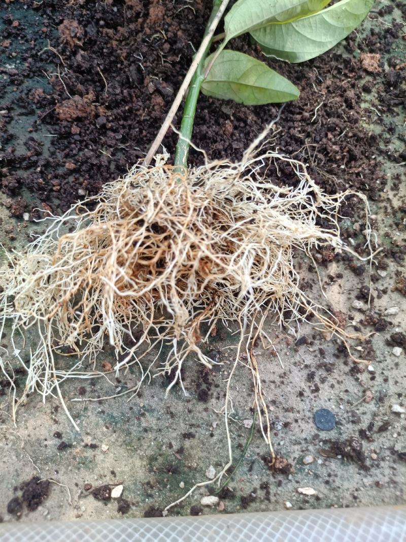 新品种维蜜百香果营养杯苗