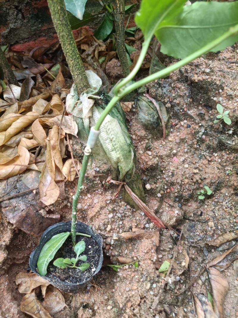 新品种维蜜百香果营养杯苗