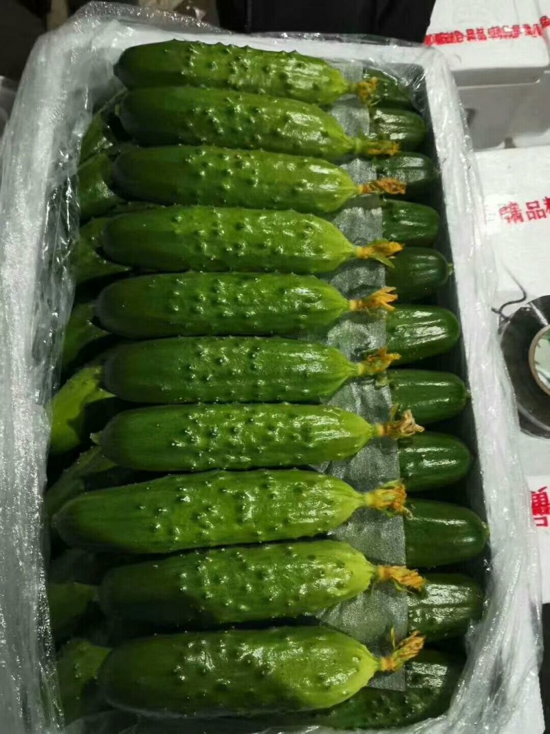 旱黄瓜苗田骄七号八号未来103大刺旱黄瓜苗可代育