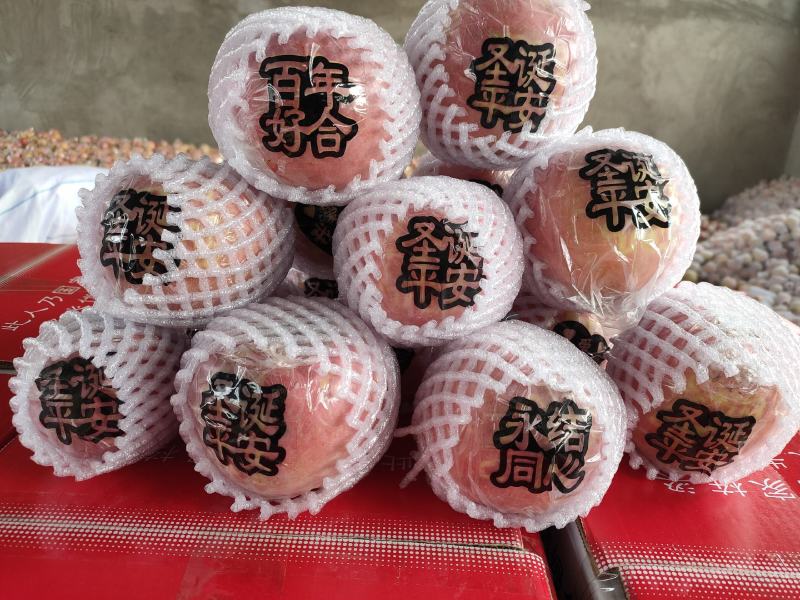 冰糖心红富士，山西运城，临猗2026新摘高原坡上大量上市