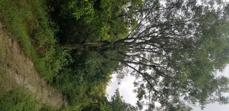 乔灌木