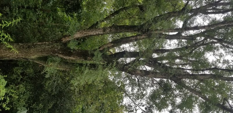 乔灌木