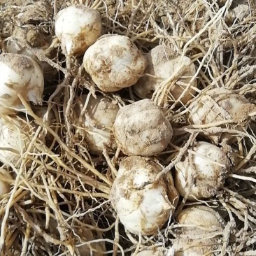 基地专业培育百合种球药食两用可观赏
