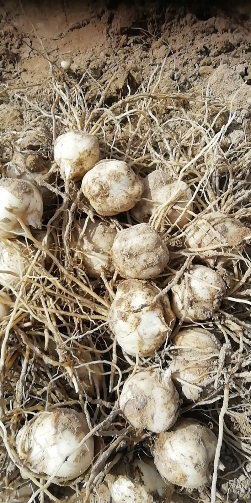 基地专业培育百合种球药食两用可观赏