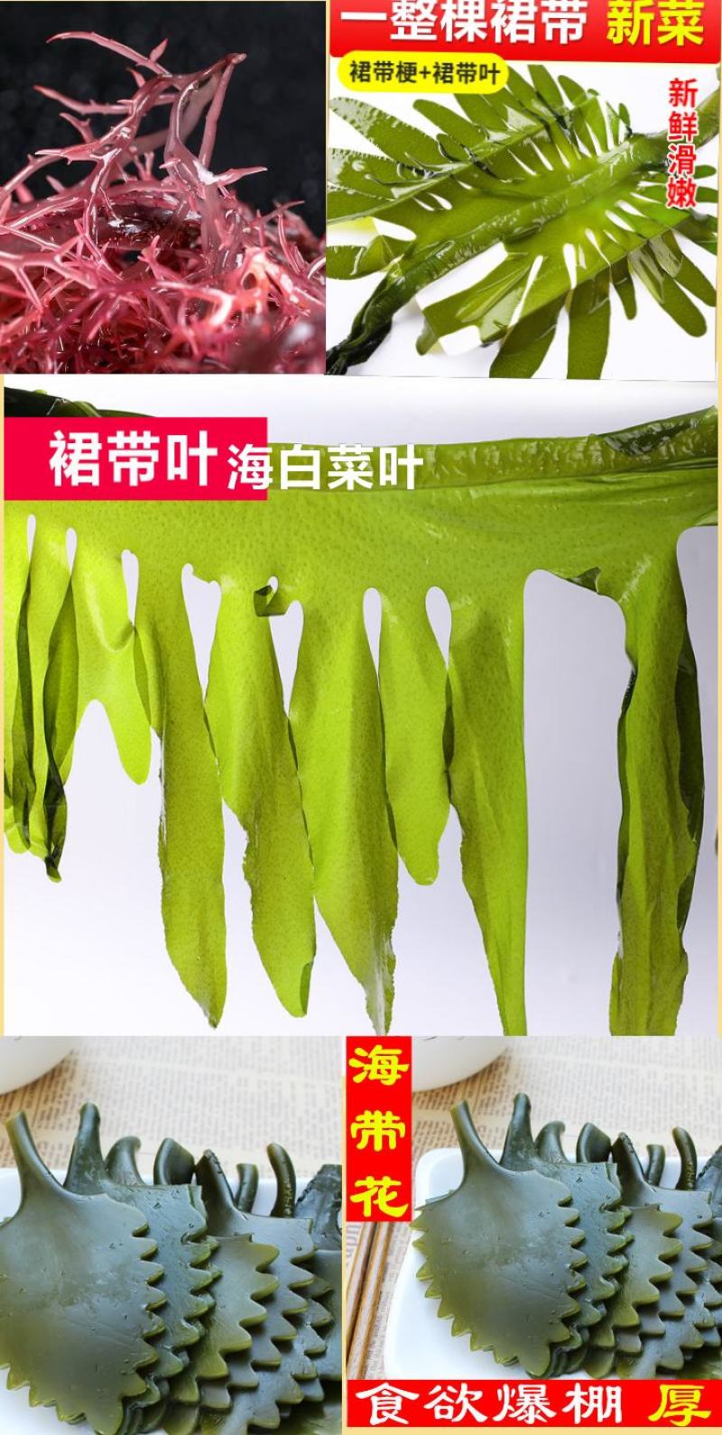 海带头鲜海带头厚海带头凉拌海带头包邮