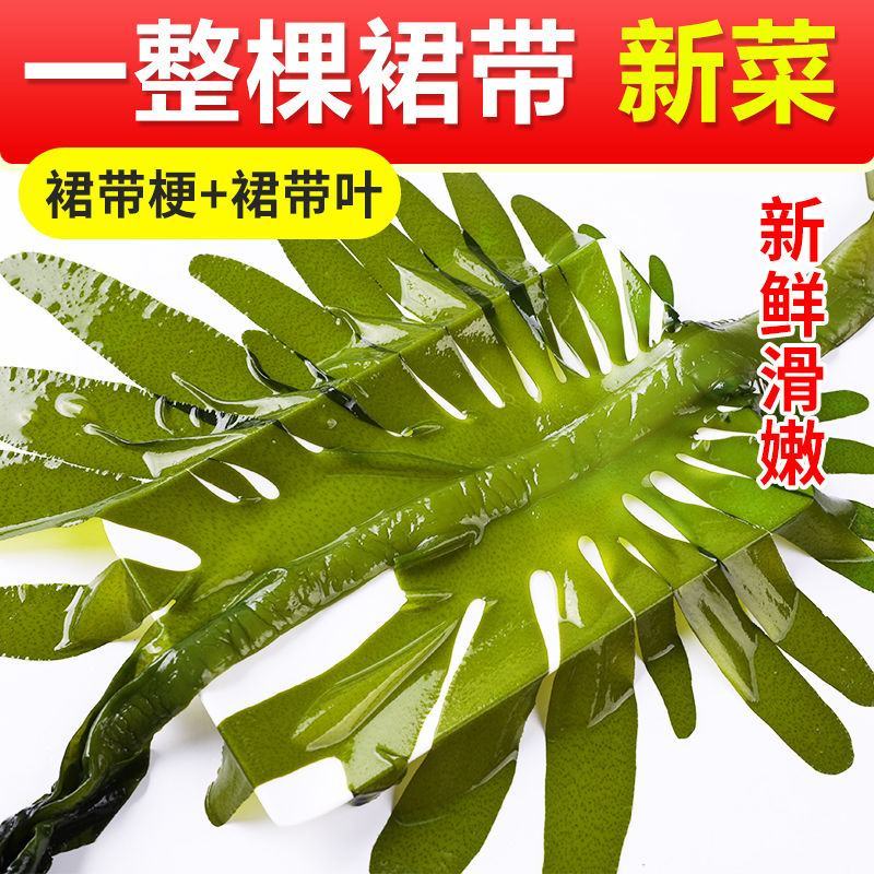 海带头鲜海带头厚海带头凉拌海带头包邮