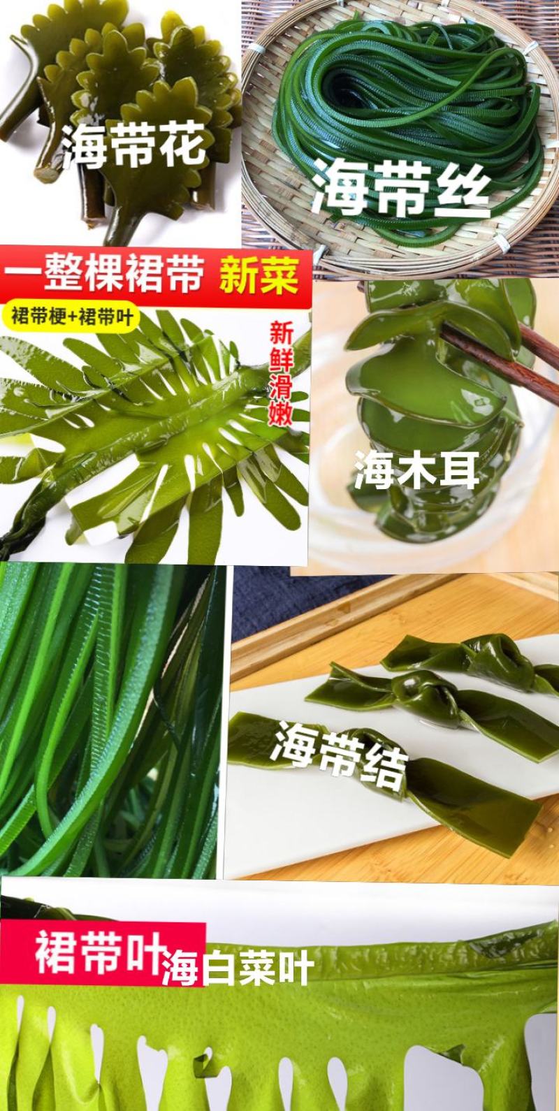 海带头鲜海带头厚海带头凉拌海带头包邮