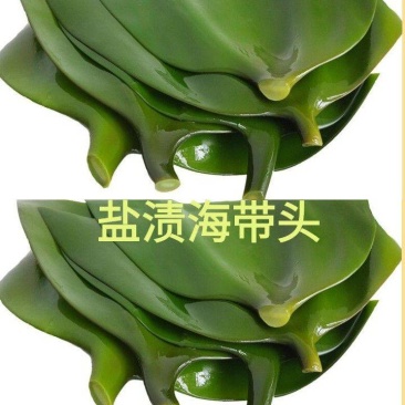 海带头鲜海带头厚海带头凉拌海带头包邮