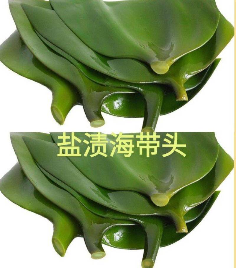 海带头鲜海带头厚海带头凉拌海带头包邮