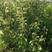 红香酥梨树苗0.8公分粗，1米以上的红香酥梨树苗