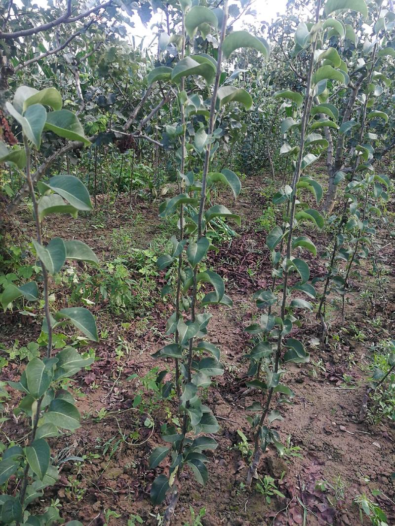 红香酥梨树苗0.8公分粗，1米以上的红香酥梨树苗