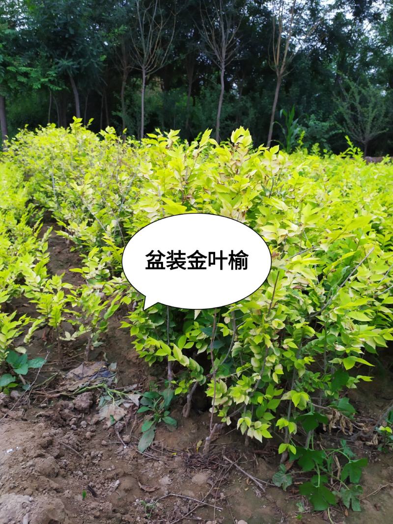 供应，地接金叶榆0.6以上大量出售