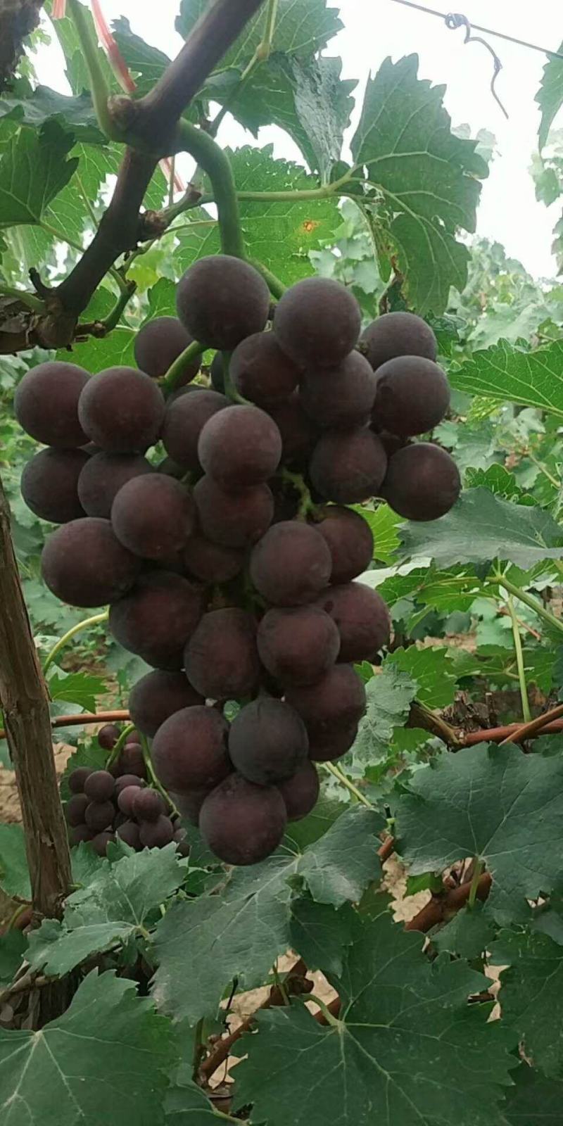 巨峰好货便宜啦便宜啦