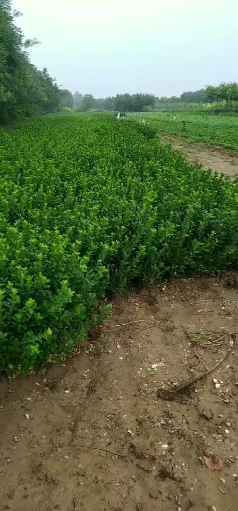 供应，大叶黄杨40-80公分