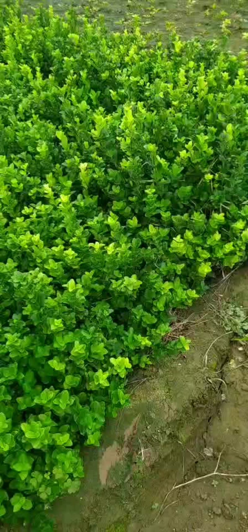 供应，大叶黄杨40-80公分