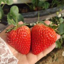 蒙特瑞草莓苗品种纯正签订合同蒙特瑞草莓苗批发