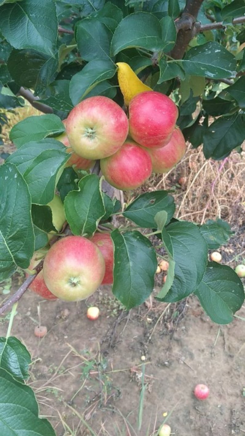 123苹果花红苹果K9产地直供欢迎采购代收代发