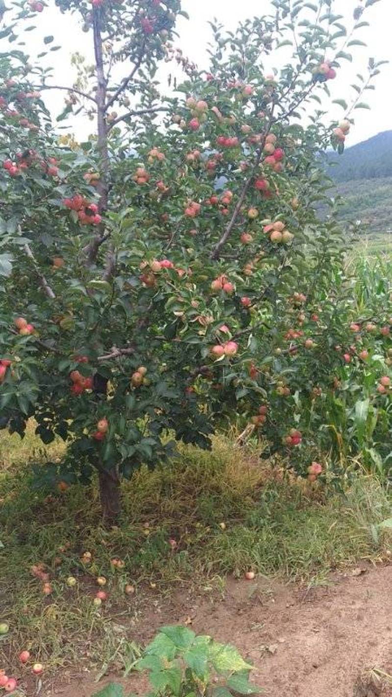 123苹果花红苹果K9产地直供欢迎采购代收代发