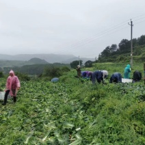 贵州威宁高山精品青麻叶基地又名青口白现货欢迎前来采购咨询