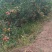 123苹果花红苹果K9产地直供欢迎采购代收代发
