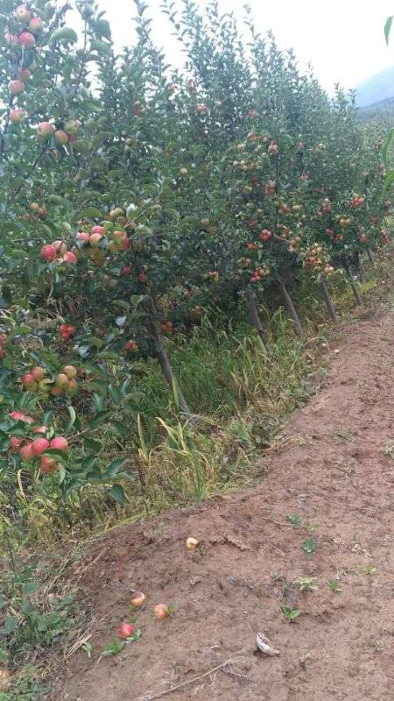 123苹果花红苹果K9产地直供欢迎采购代收代发