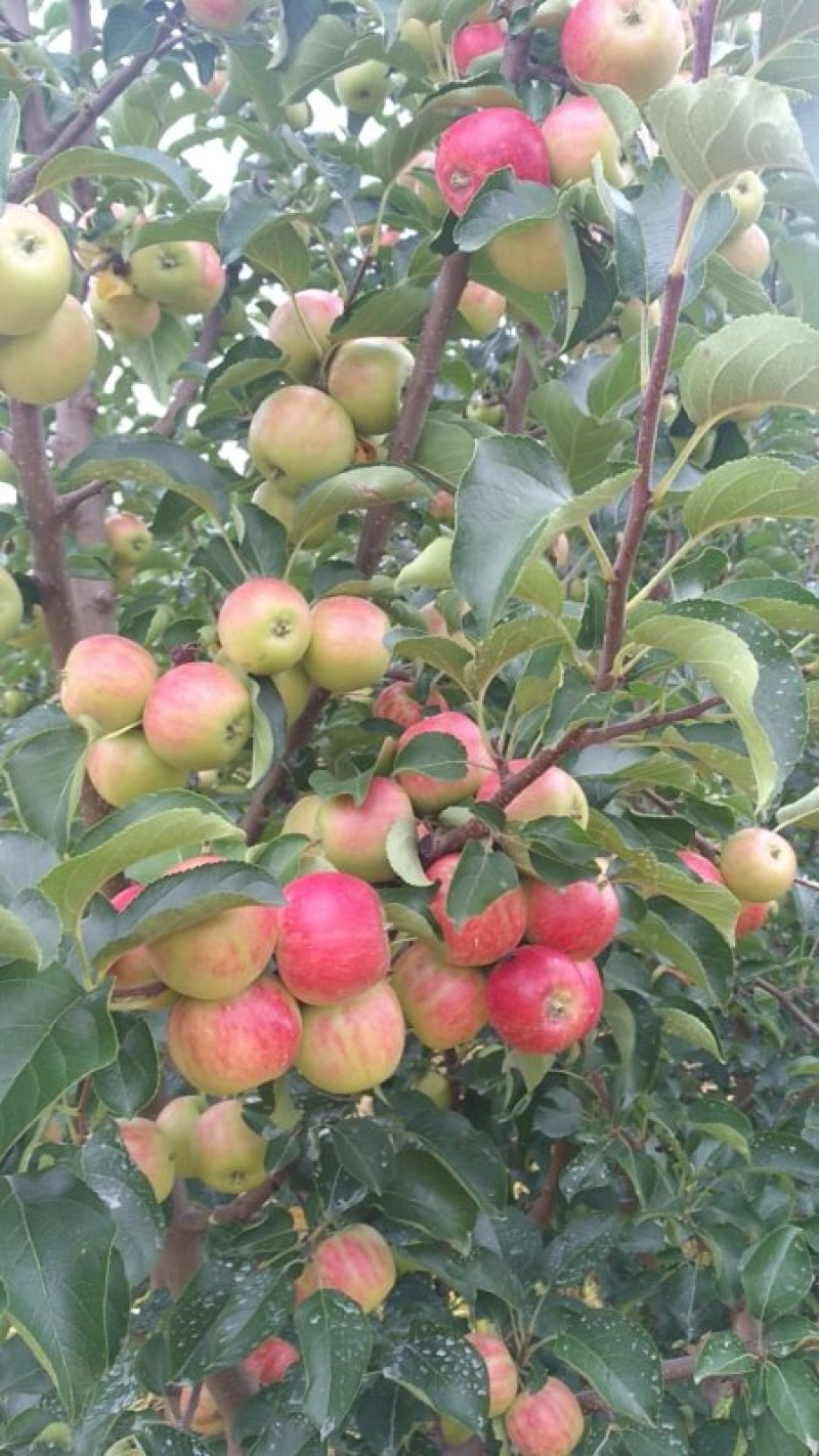 123苹果花红苹果K9产地直供欢迎采购代收代发