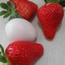 艳丽草莓批发品种纯正量大多签订品种质量合同