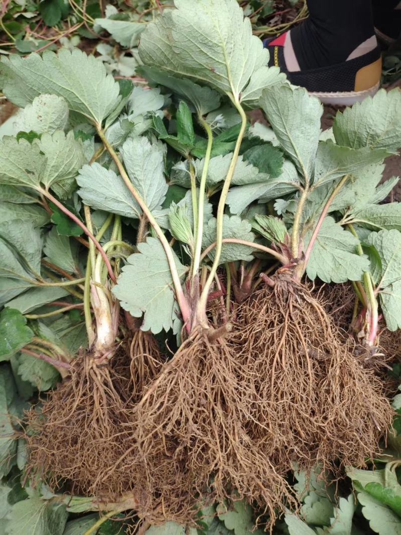 艳丽草莓批发品种纯正量大优惠多签订品种质量合同