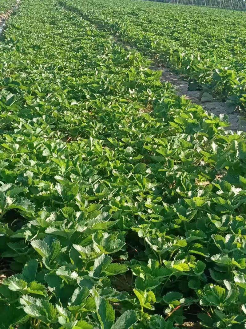 艳丽草莓批发品种纯正量大优惠多签订品种质量合同
