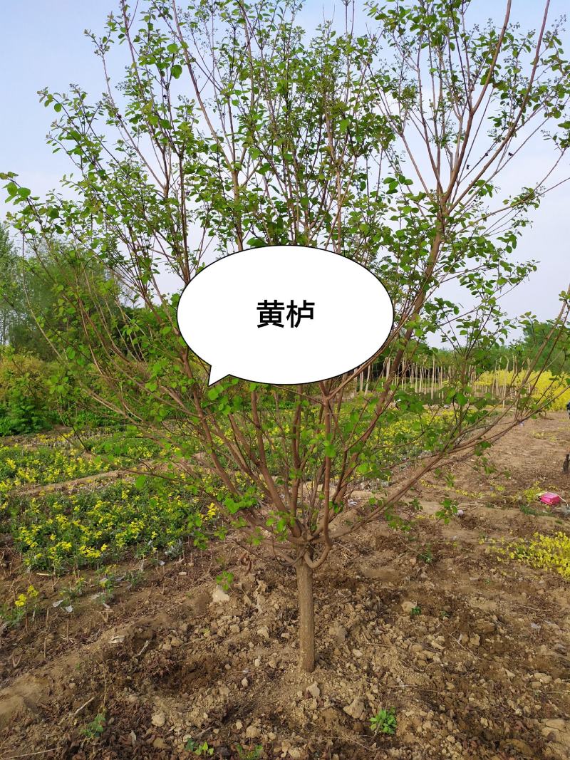 供应，优质黄栌苗0.7公分--10公分