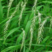 披碱草种子多年生草籽绿化必备种子品种护坡草籽