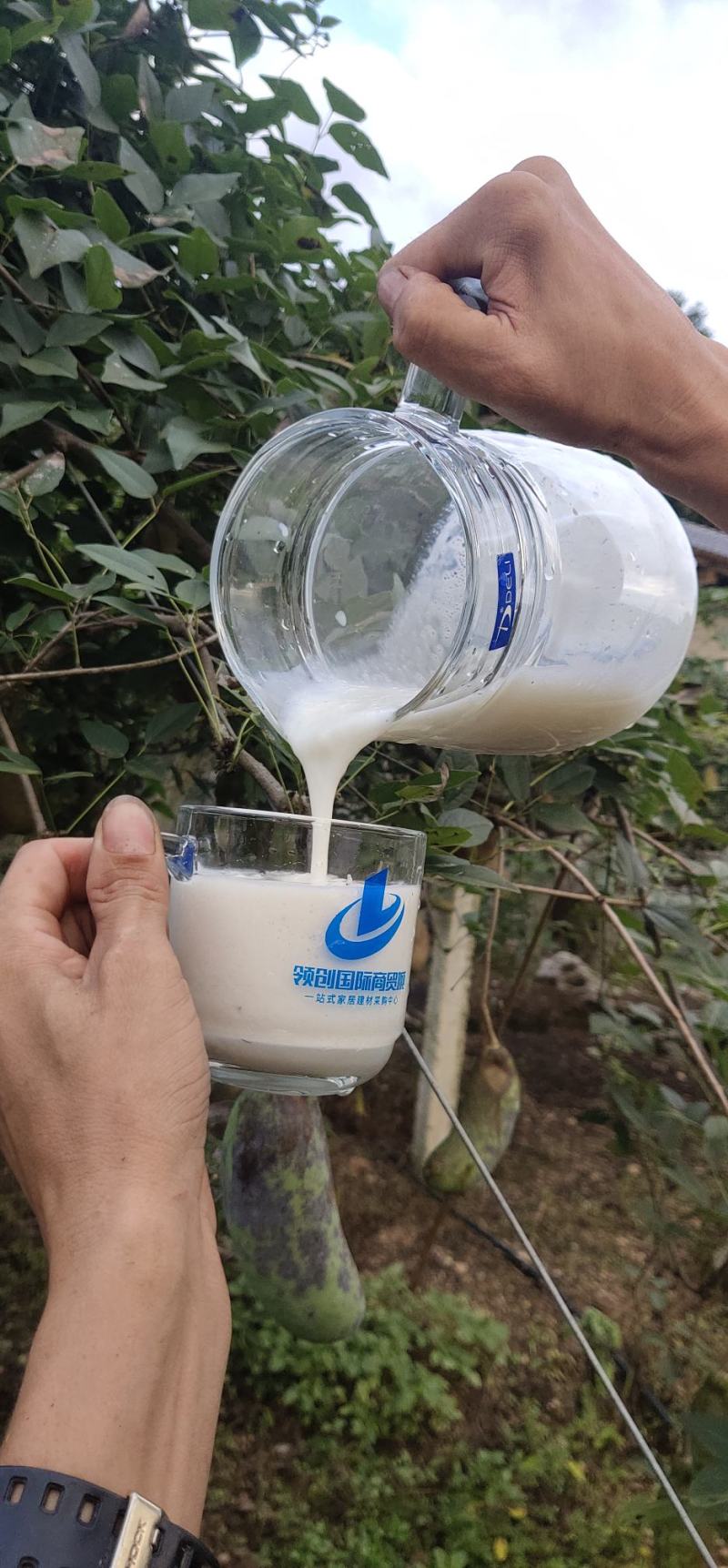 张家界千亩八月瓜基地电商直供一件代发四川牛卵坨野香蕉